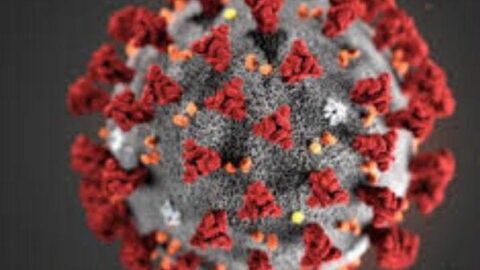 coronavirus