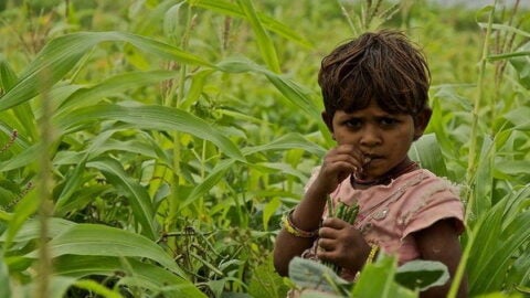 Child in a field in India